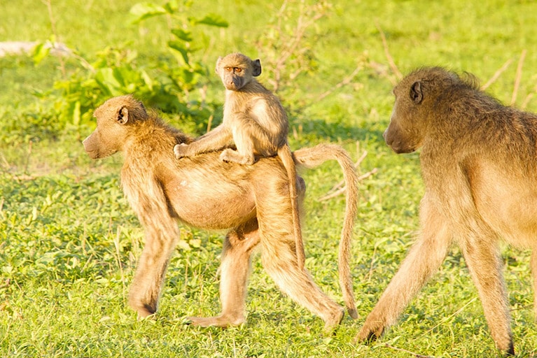 バブーン(ヒヒの一種)の親子も微笑ましい。子どもは背中に乗ったり、抱っこをしてもらったりと甘え放題。