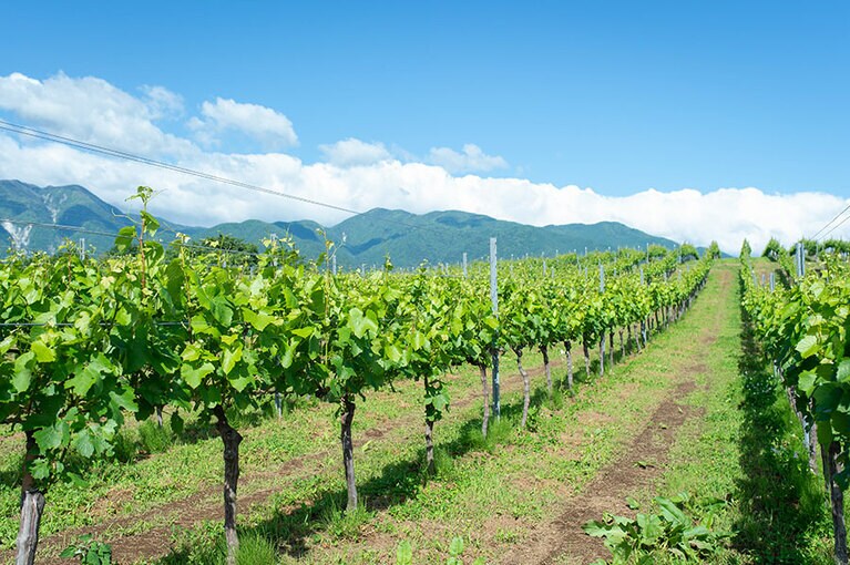 位置するのはワインの産地で名高いエリア。近隣には名ワイナリーが点在する。