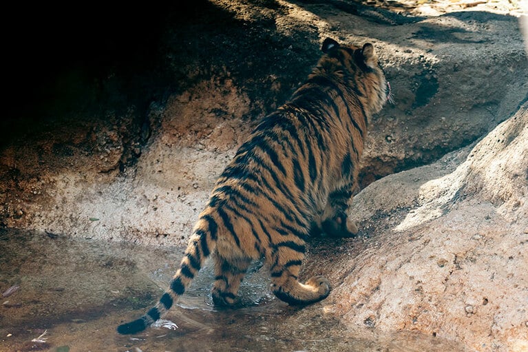 後ろ足でちょっぴり水を触ってみたり……。