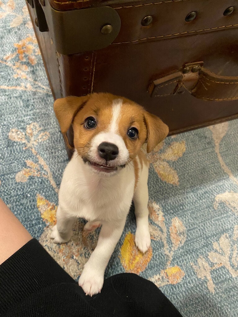 うちの子ベストショット①「もう眠いのにまだ遊んでとせがむ」