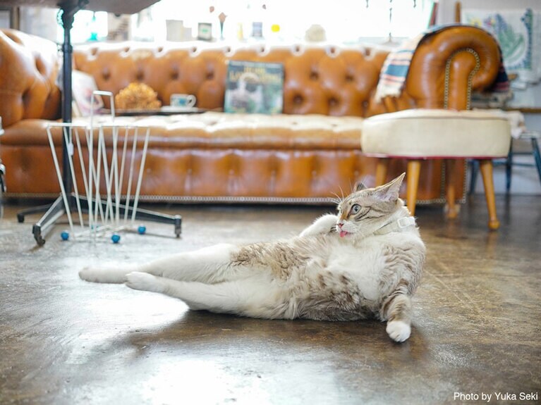 【くねにゃん篇】新体操選手みたいなとらちゃん。2016年7月、沖縄のカフェ＆バー・雑貨屋・スタジオの「わわcafE」で撮影。