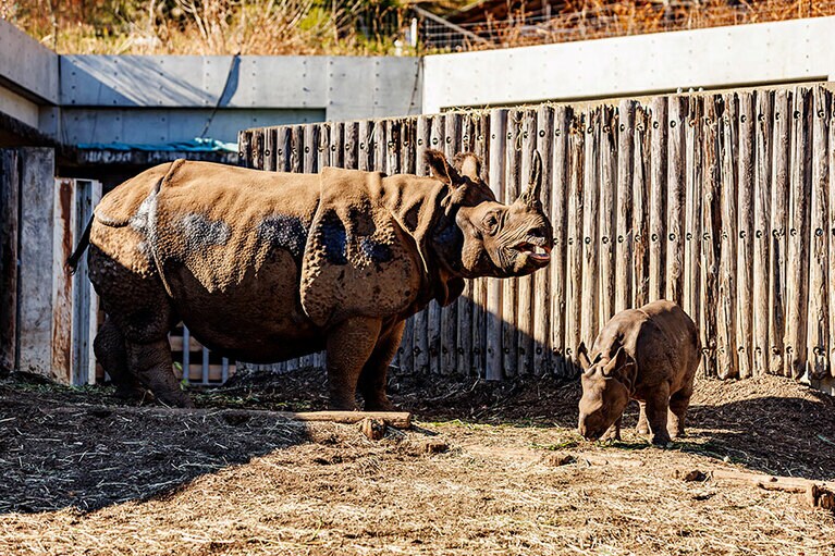 インドサイのゴポン、デコポン親子。