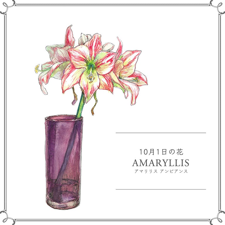 10月1日の花「アマリリス アンビアンス」