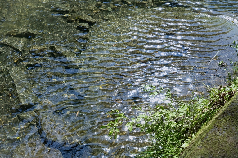川の水はとても澄んでいて冷たい。