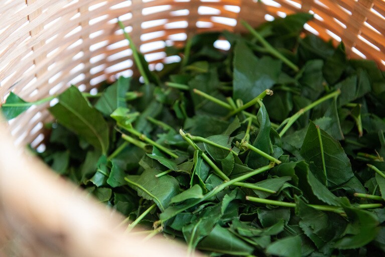 「霧島」の名の由来となった霧深い気候と寒暖の差は、茶葉の栽培に好適。