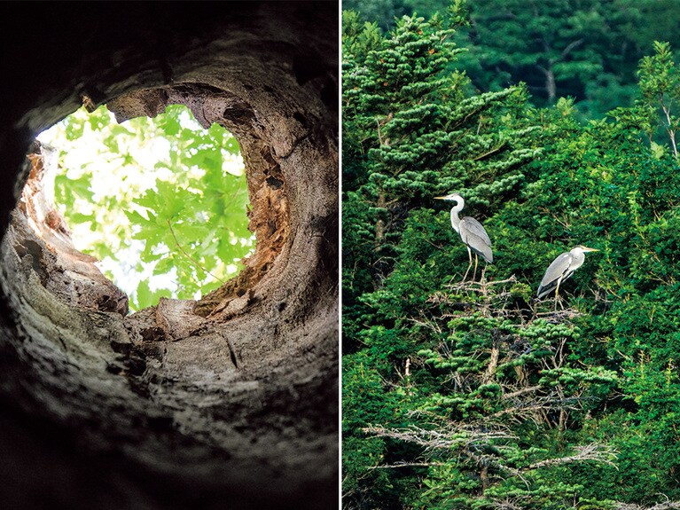 左：葉で作られた栄養は樹皮を通り分配されるので幹の内部が空洞でも木は生き続ける。右：木の枝で一休みするサギ。