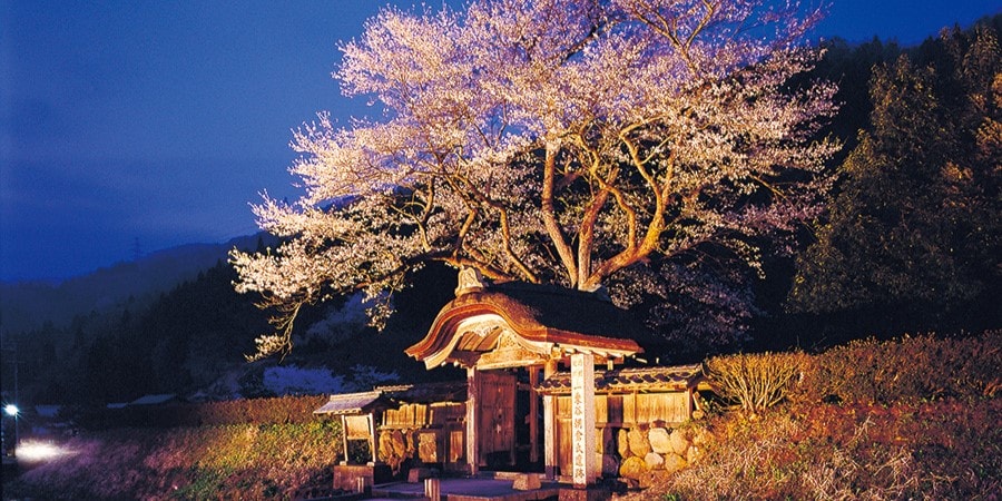 福井の城下町跡で桜と歴史散策を楽しむ春