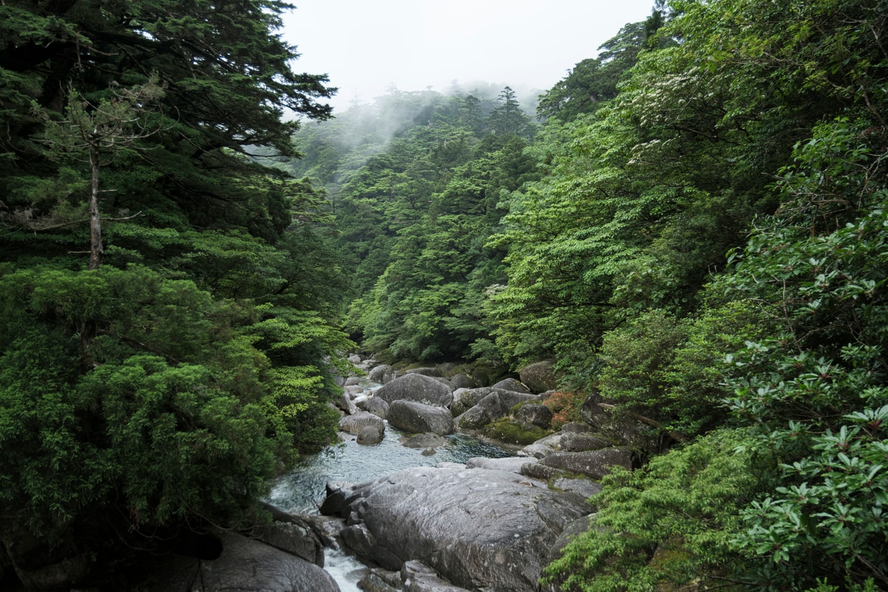 橋から眺める森と安房川。