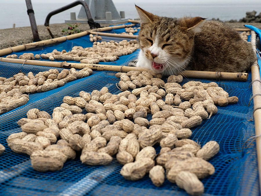 「下僕のヤツ……『節分』の豆まきで使うのかニャ？ それにしても……適度にツボが押されて気持ちがイイのニャ～～♪♪」