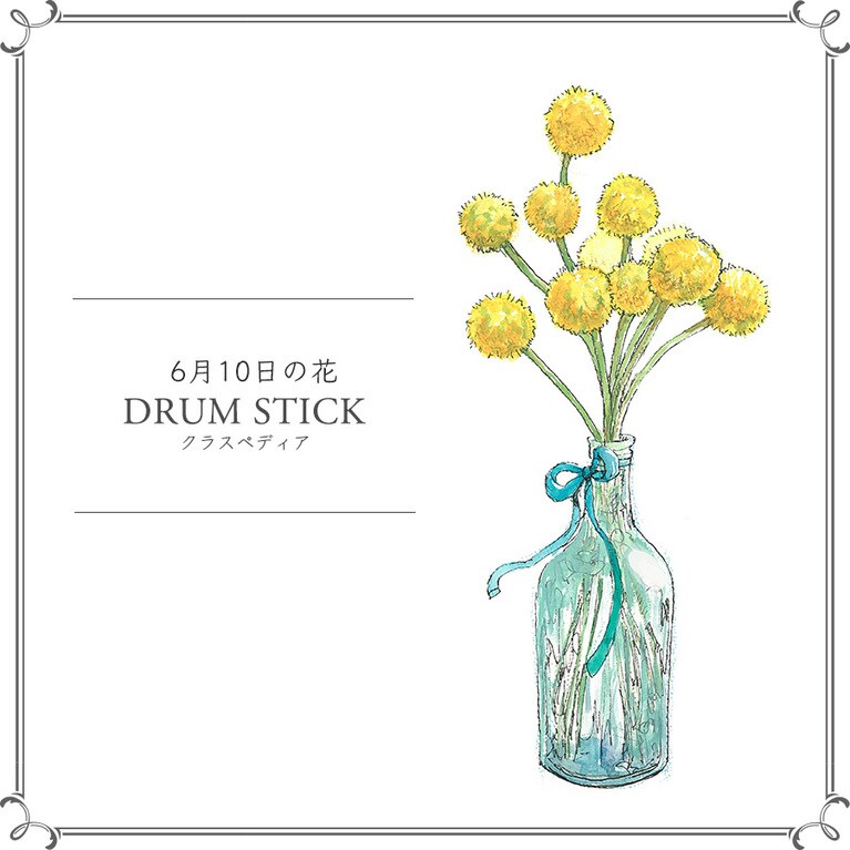 【6月10日の花】クラスペディア