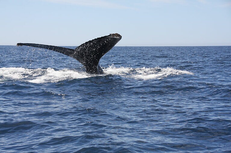 ……シャーン！