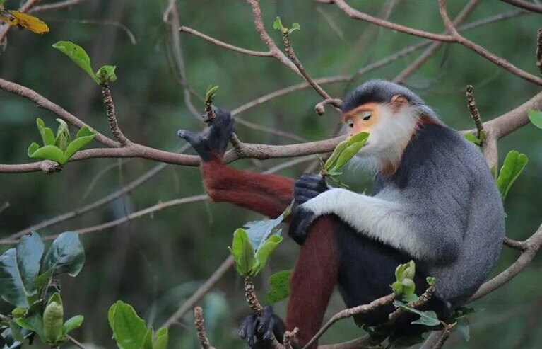 世界で一番美しい猿、アカアシドゥクラングールを探しに森の中へ。