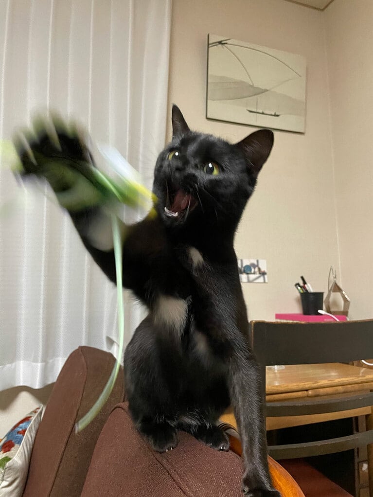 なつめ ♀ 4歳。遊ぶのが大好きななつめ。新しいおもちゃを出した時に夢中になりすぎて、今まで見たことのない顔に……！（こもりさん）