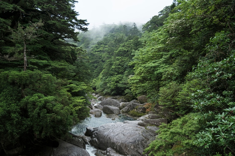 橋から眺める森と安房川。