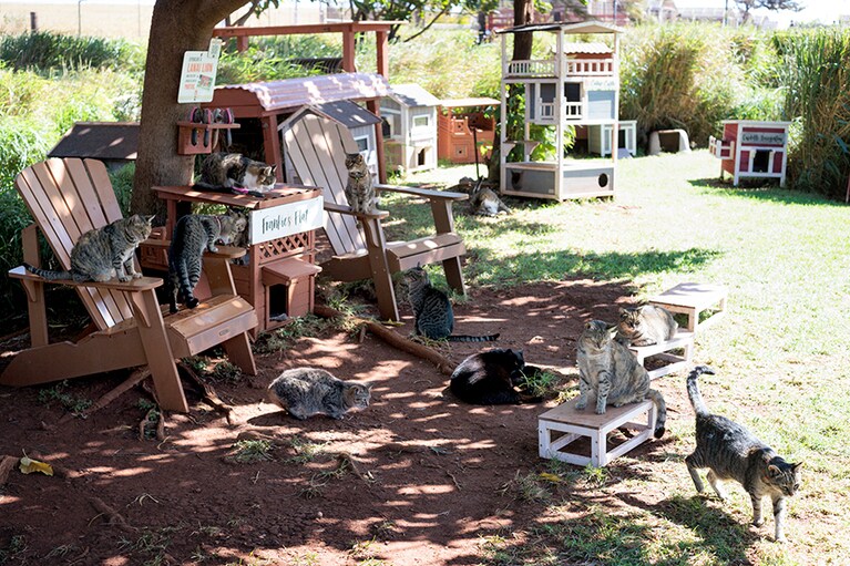 「ラナイ・キャット・サンクチュアリ」。木陰に集い、思い思いにくつろぐ猫たち。
