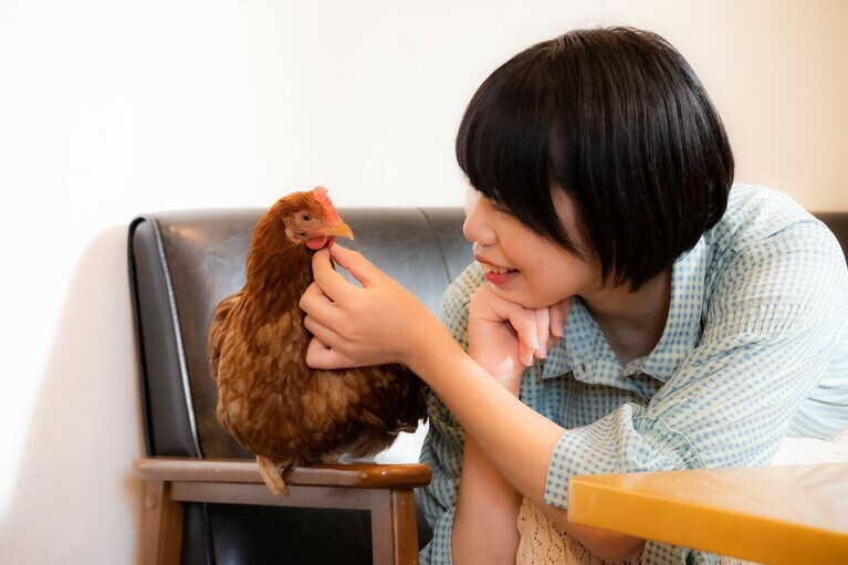 “保護鶏”ラムネちゃんとの暮らし。写真提供：田中麻衣さん。