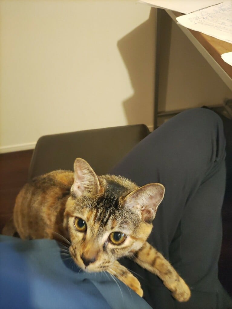 マロンちゃん。