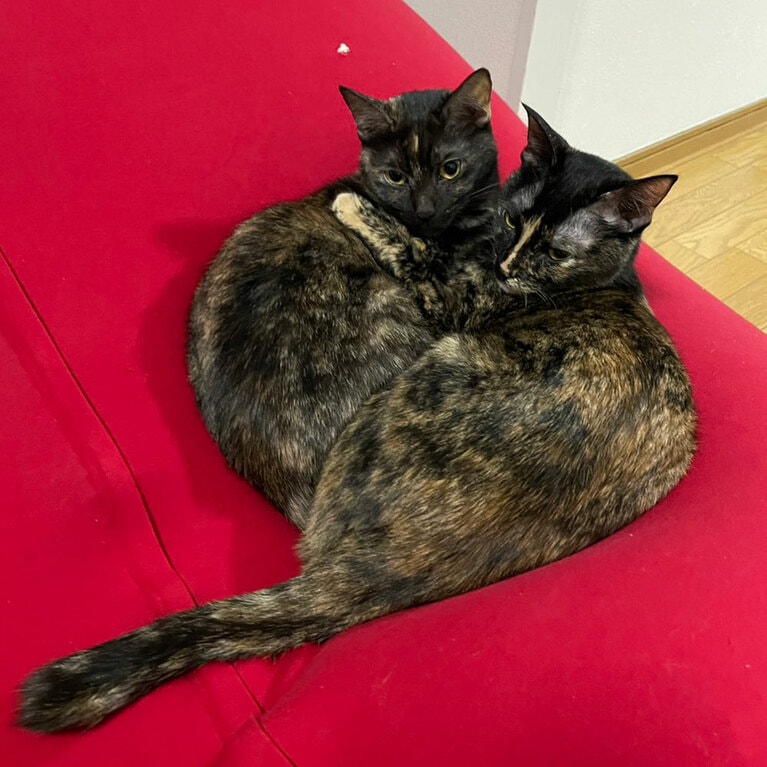 華山・やすいさんの愛猫テンちゃんとセンちゃん。