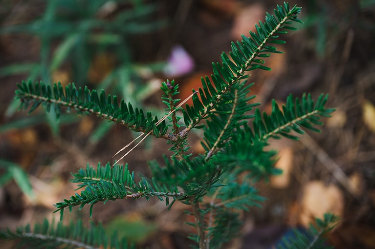 食べられる庭にもモミを植えた。これからの成長が楽しみだ。