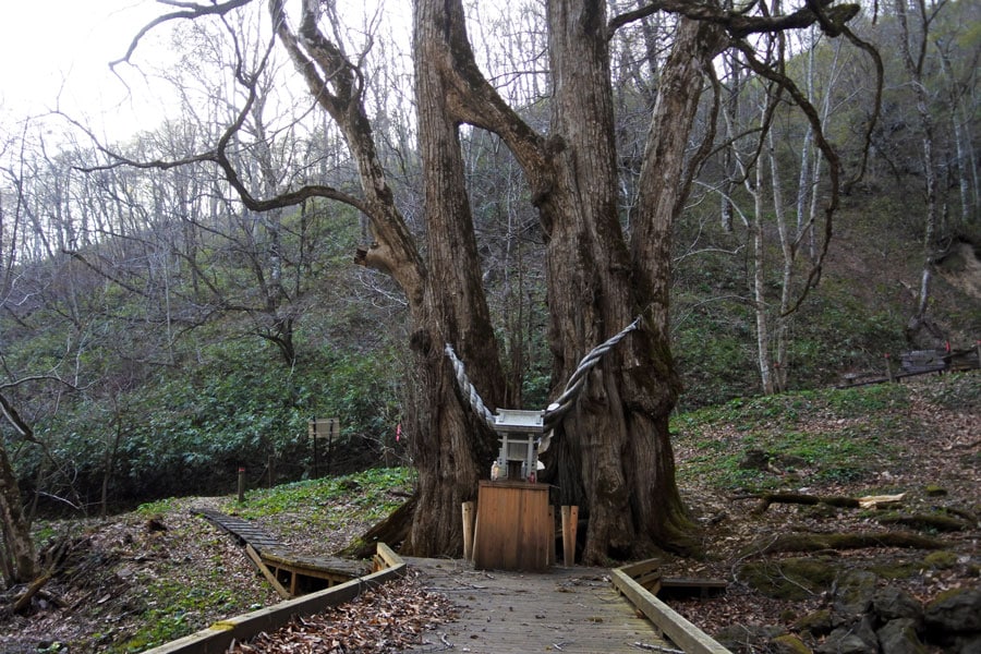2本のカツラの木が地上7メートルでひとつに結合する縁桂(えんかつら)。縁結びのご利益ありとか⁉　林野庁「森の巨人たち百選」にも選定されています。