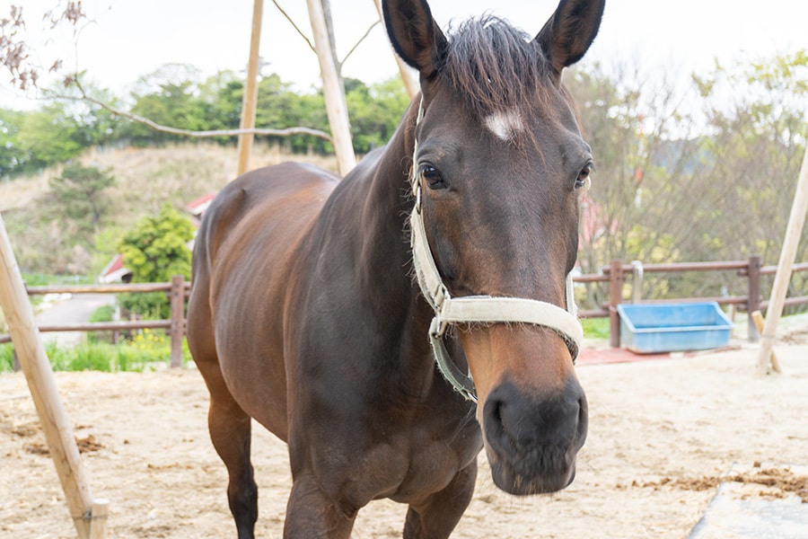 キャンプも乗馬も楽しむことができる。