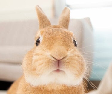うさぎ専門医が教えてくれた 知れば知るほどかわいい 【うさぎのヒミツ