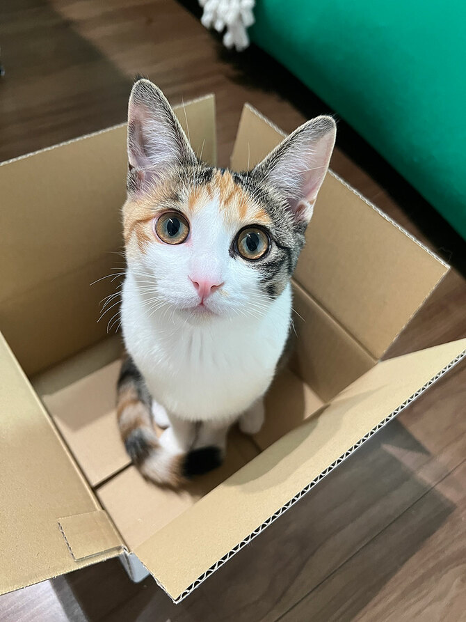 今年も開催！ かわいいニャンGP2024 愛猫の最高の表情・瞬間を