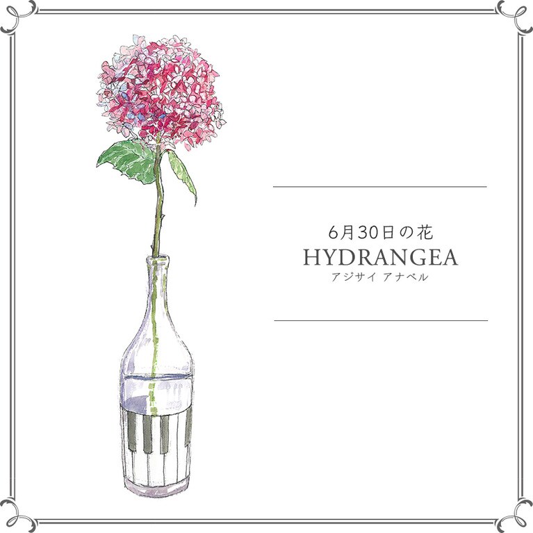 【6月30日の花】アジサイ「 アナベル」