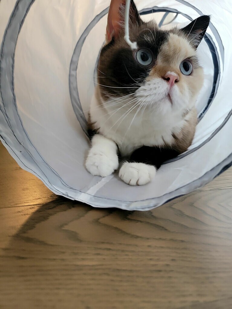 モニーク ♀ 3歳。ブリティッシュショートヘアには珍しい淡い色味とブルーの目がチャームポイントです。