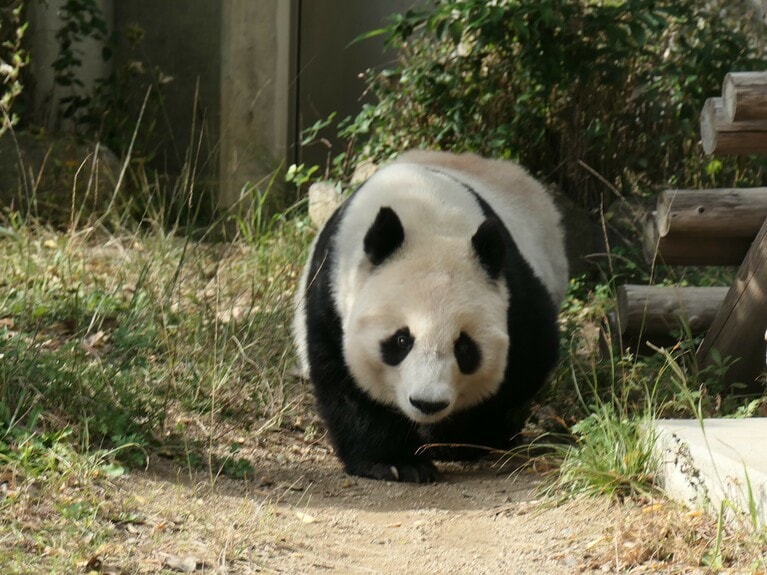 神戸市立王子動物園で暮らし、2024年3月31日に同園で息を引き取ったタンタン（2020年11月9日、筆者撮影）