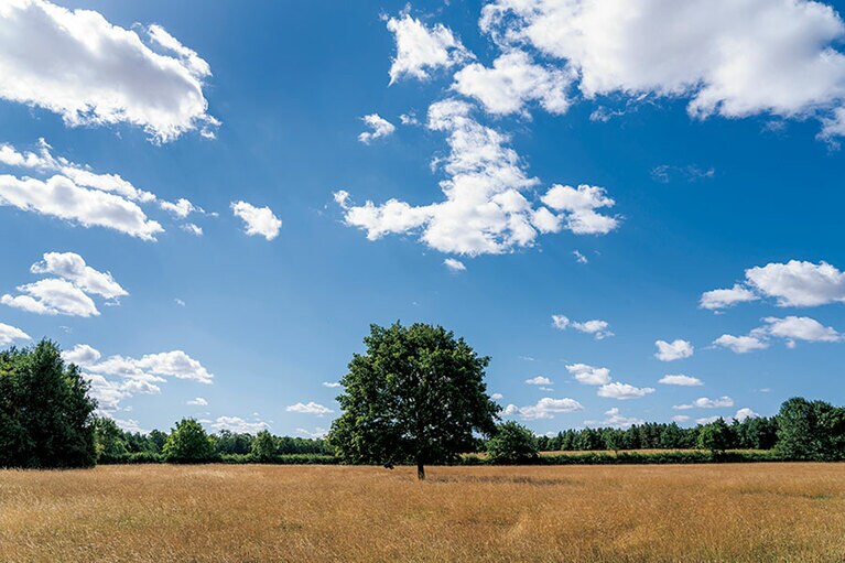 生態系を守るための草原「ウォーター・メドウ」。