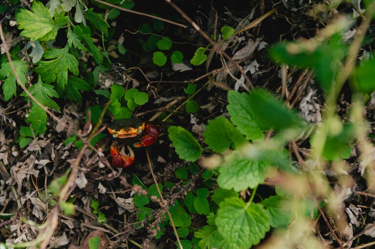 賽の河原への道にはこんなサプライズゲストが。