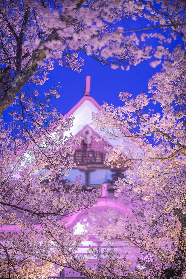 高遠城址公園さくら祭り。