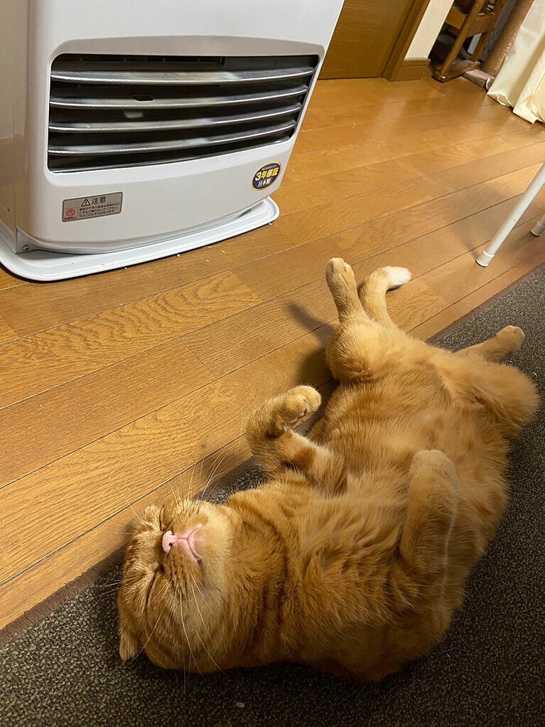 きなこ ♂ 4歳。冬恒例の寝姿です。ヒーター大好き、僕のポジションとばかりにその場を離れません（naokonさん）