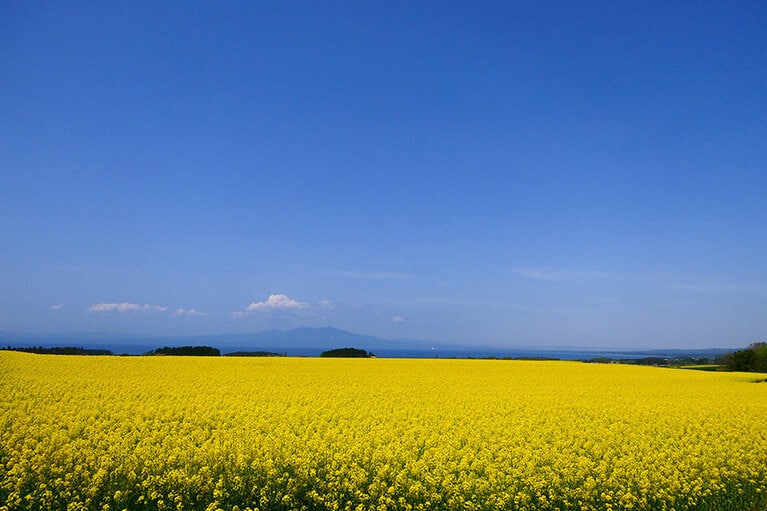 横浜町の菜の花畑／青森県