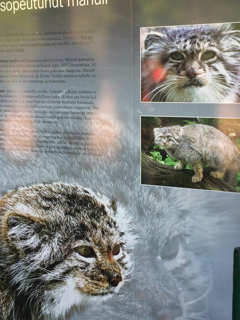 フィンランドのコルケアサーリ動物園のマヌルネコの看板。