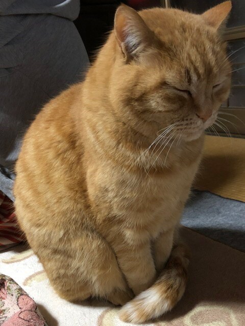 トラ ♂ 14歳。座りながら寝始めました。