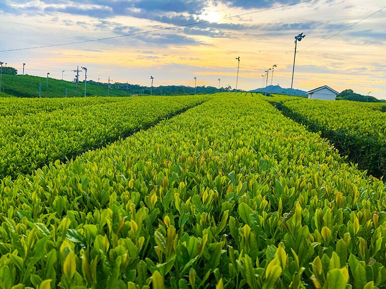 藤河内茶園。