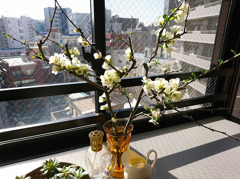 味気ない部屋より、お花で華やかさが添えられていたほうがやる気アップ！　あるスタッフはボケの花を窓際に。