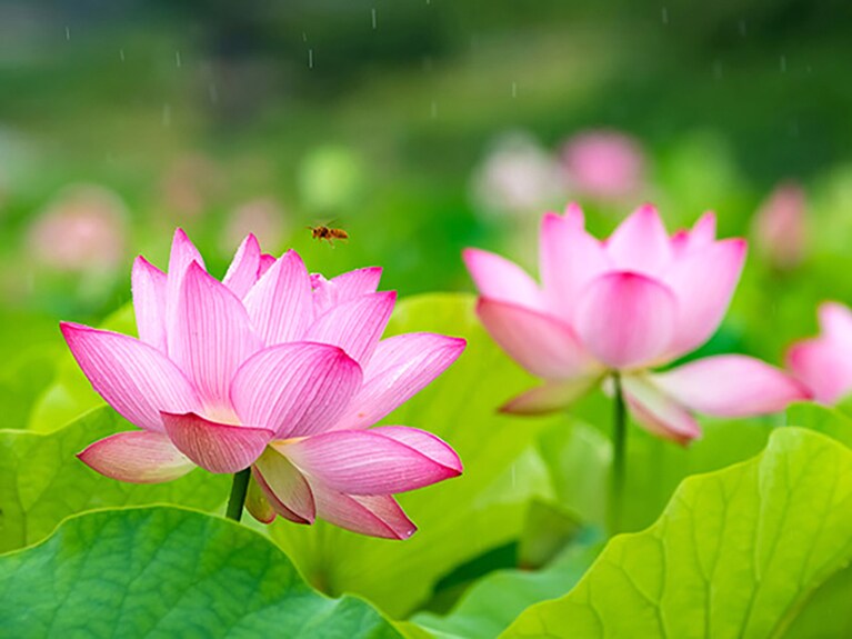 【大分県】臼杵石仏のハス畑。