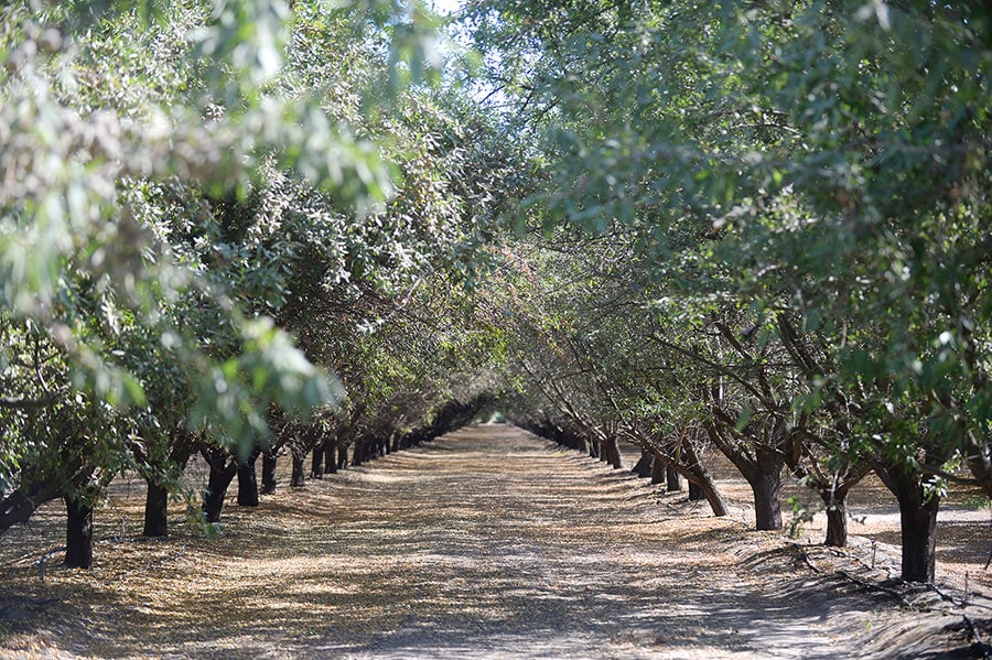 広大なアーモンド農園では、遙か彼方まで延々とアーモンドの木が並んでいる。