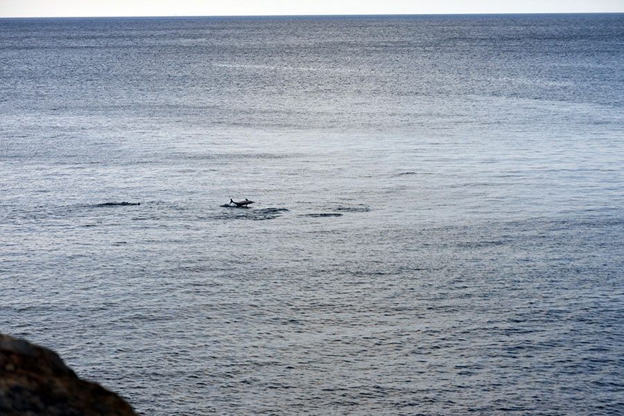 寝待温泉の前の海でイルカの群れが。