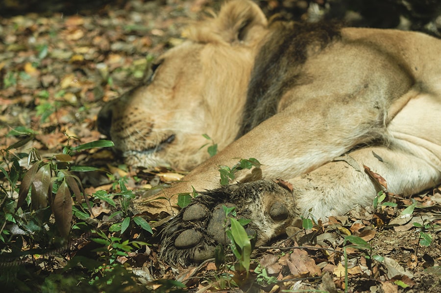 インドライオンのバドゥリ。アフリカのライオンと比べると、やや小柄で下腹部にひだ状の皮膚のたるみがあるのが特徴です。お昼寝中くらいしか見られない肉球にも注目です。国内で見られるインドライオンはズーラシアと野毛山動物園にいる2頭のみ。