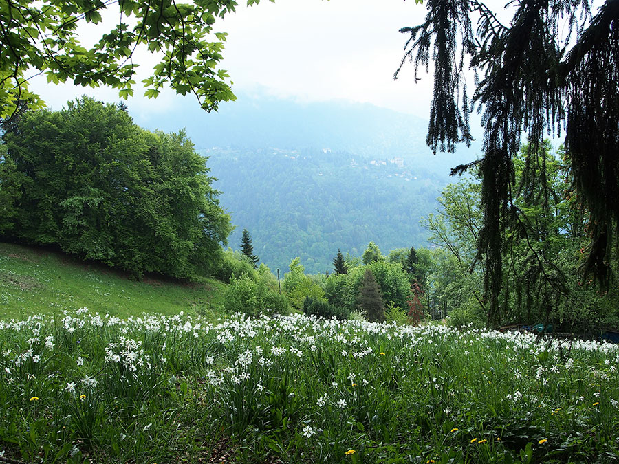 山の中でも可憐に咲いています。緑と白のコントラストが綺麗です。