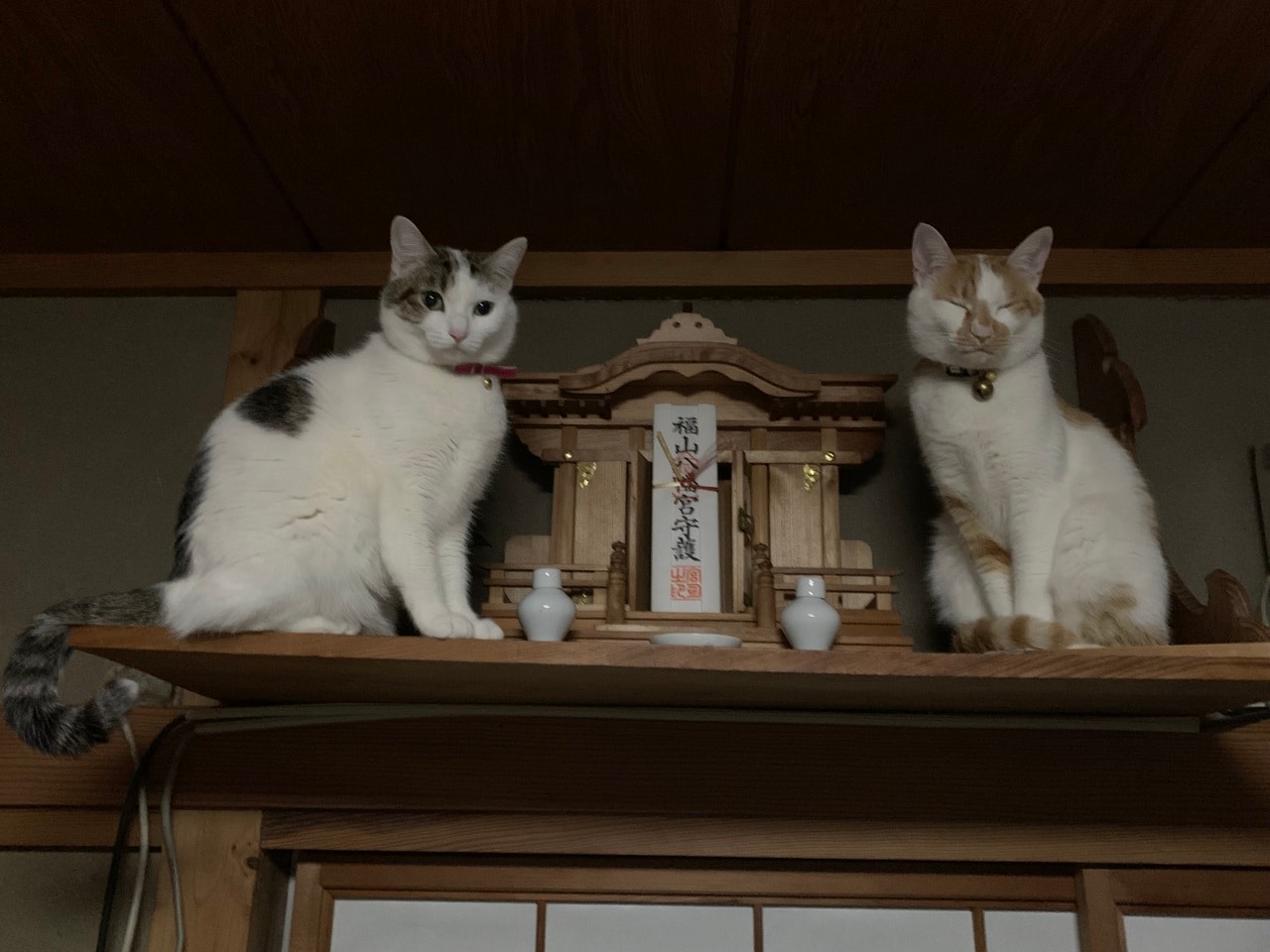 スッポリ部門4位：左：リリ ♀ 5歳、右：アマン ♂ 5歳。