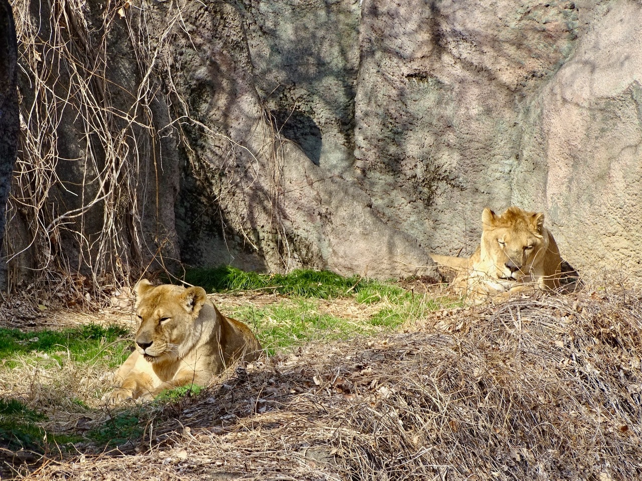 お互い日当たりのいい場所で寝ていたが……。