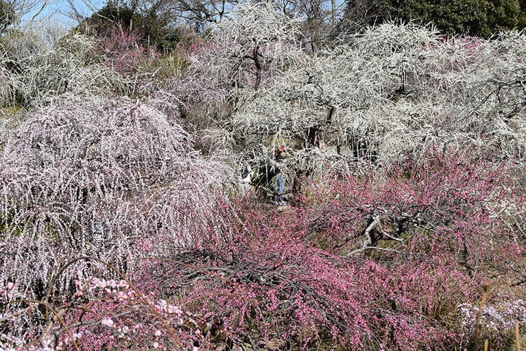 龍尾神社。