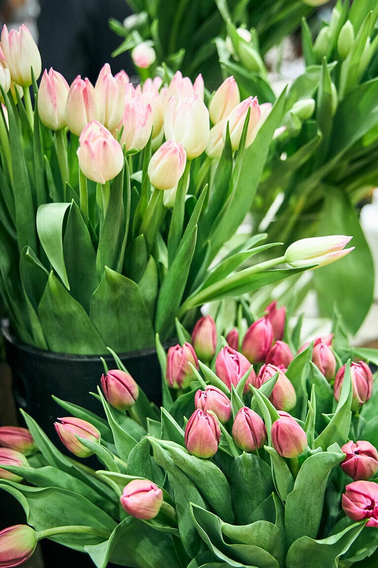 切り花のチューリップの旬は1～2月。ピンク色のグラデーションが美しい。