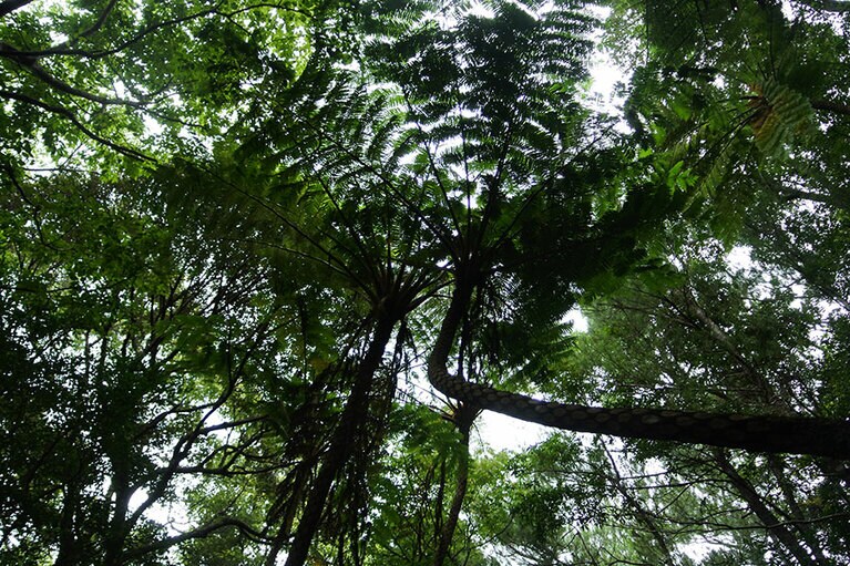 ヒカゲヘゴが生い茂る、やんばるの密林。