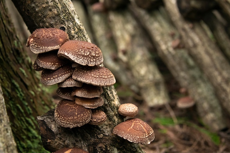 「ほだ木」に生えるふっくらとした椎茸。
